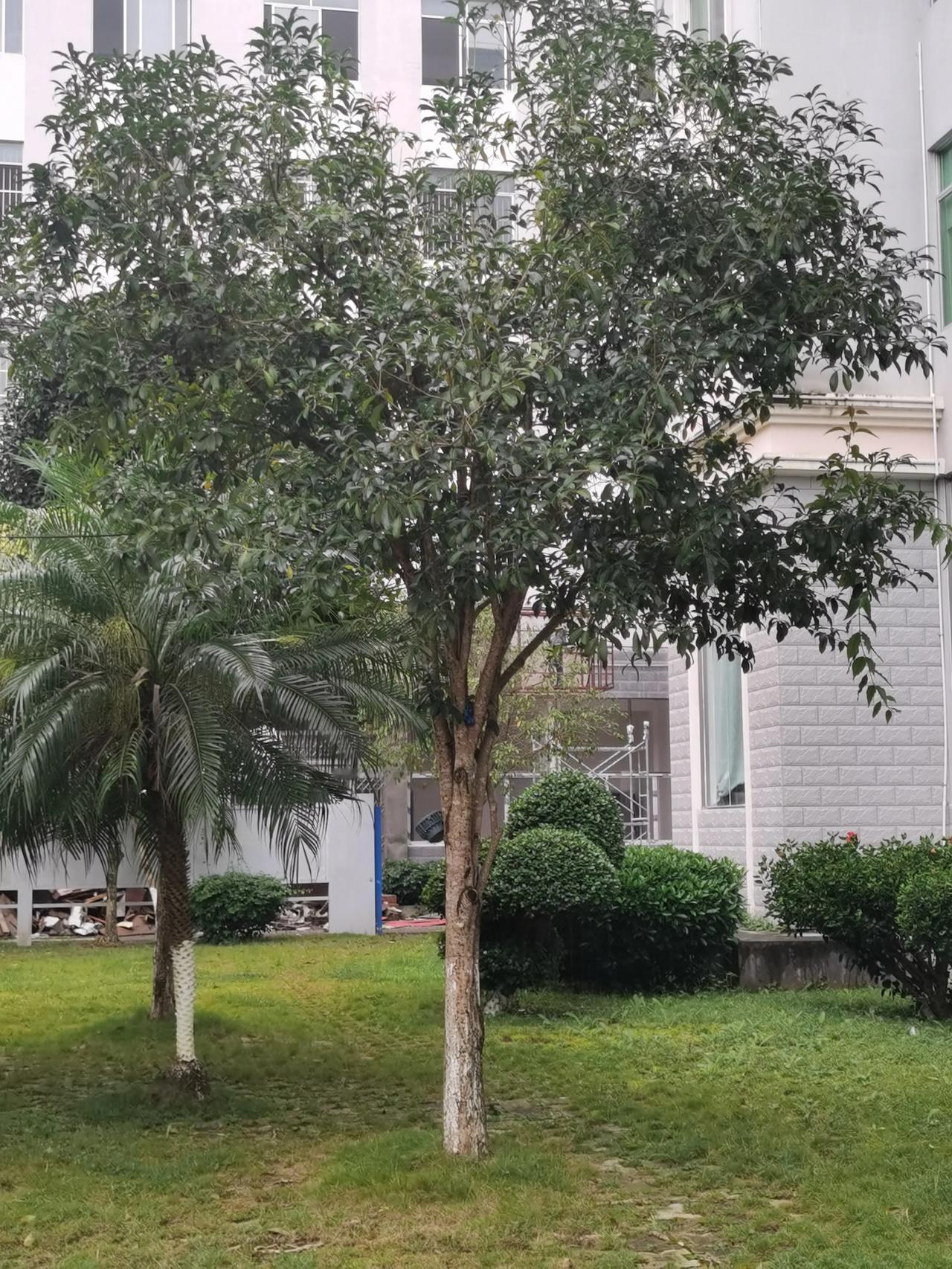 #上联：青竹枝枝秀，诚邀下联#桂花树树香