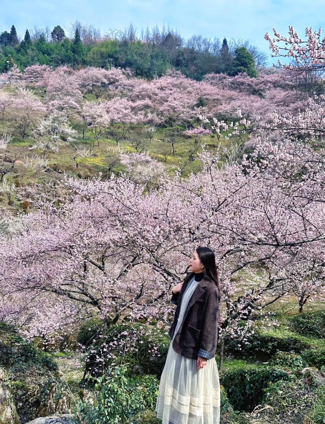 鹤鸣山赏梅🌸停车即花海，超美还免费🆓
成都姐妹别再挤市区梅园了！
大邑鹤鸣山