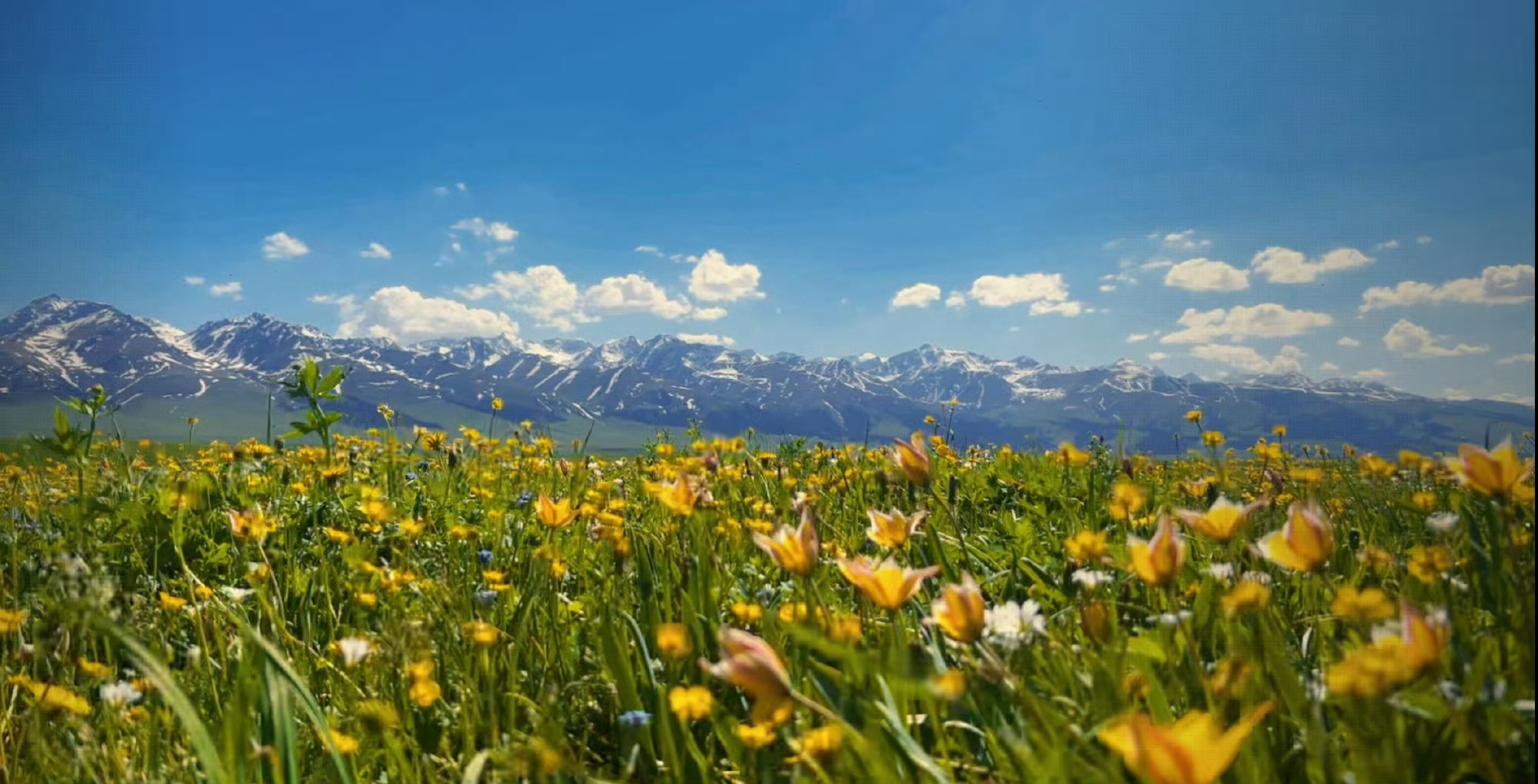 人作为被社会驯化过的动物，摆脱从别人那里来的价值感，就获得了自由与解脱，这才是真