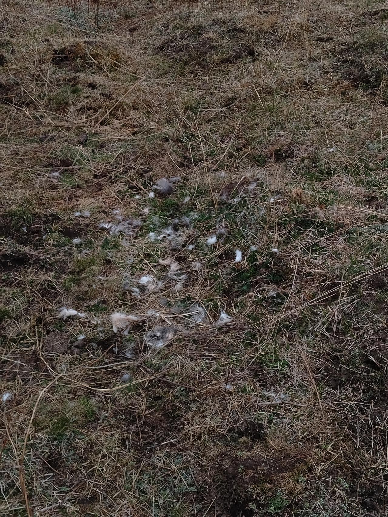 流浪狗还真可能会吃死猫、死牦牛这些腐肉。腐肉里有丰富的蛋白质等营养物质，对流浪狗