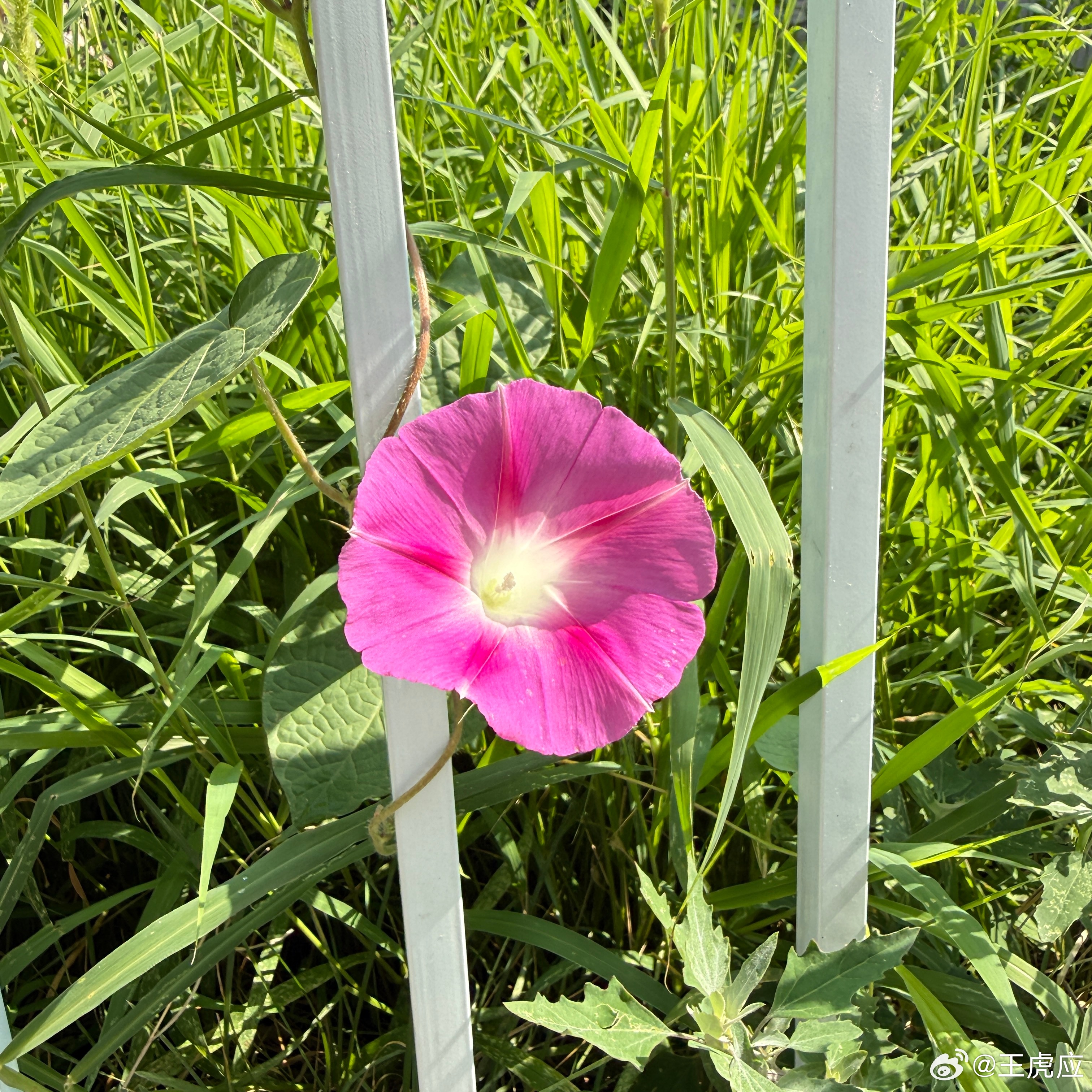 牵牛花为什么早上开？ 