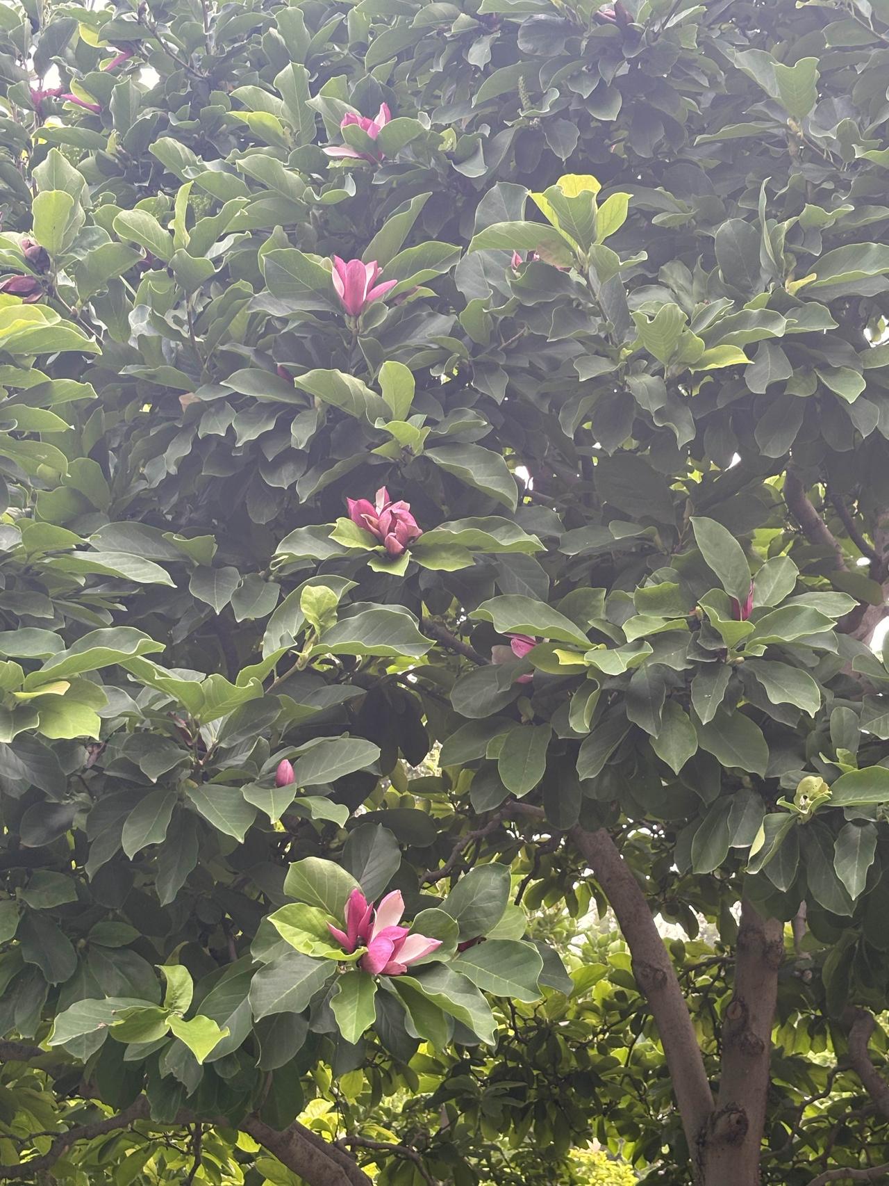 除月季花之外，你还见过哪一种花是一年两次开花。昨天到公园转了一圈，见到有几树玉兰