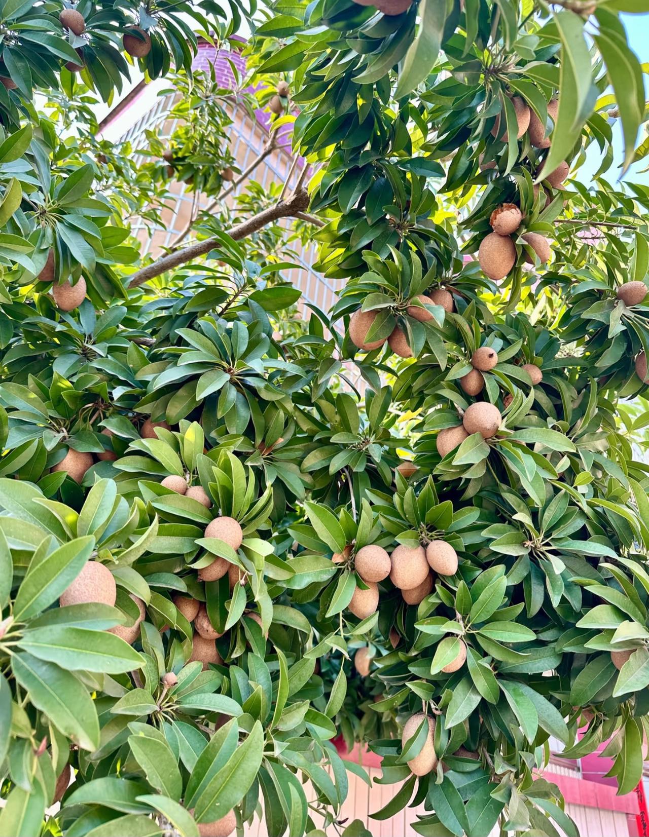 去了广东一趟，
算是开了眼界，
认识了好多新奇水果，
人心果就是其中之一。
人心