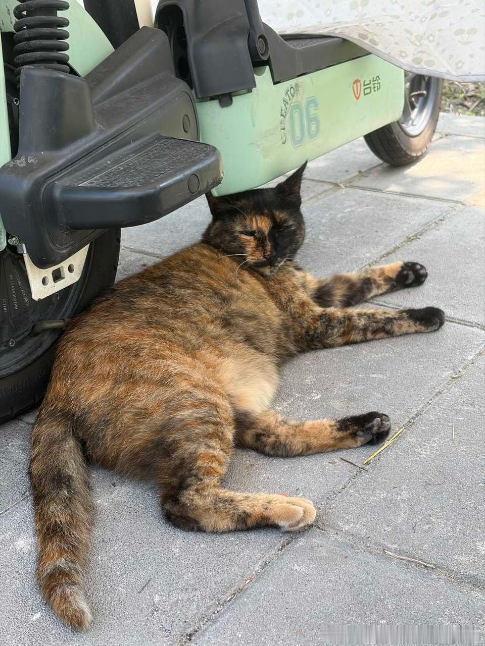 50275【丑猫】异色丑咪 