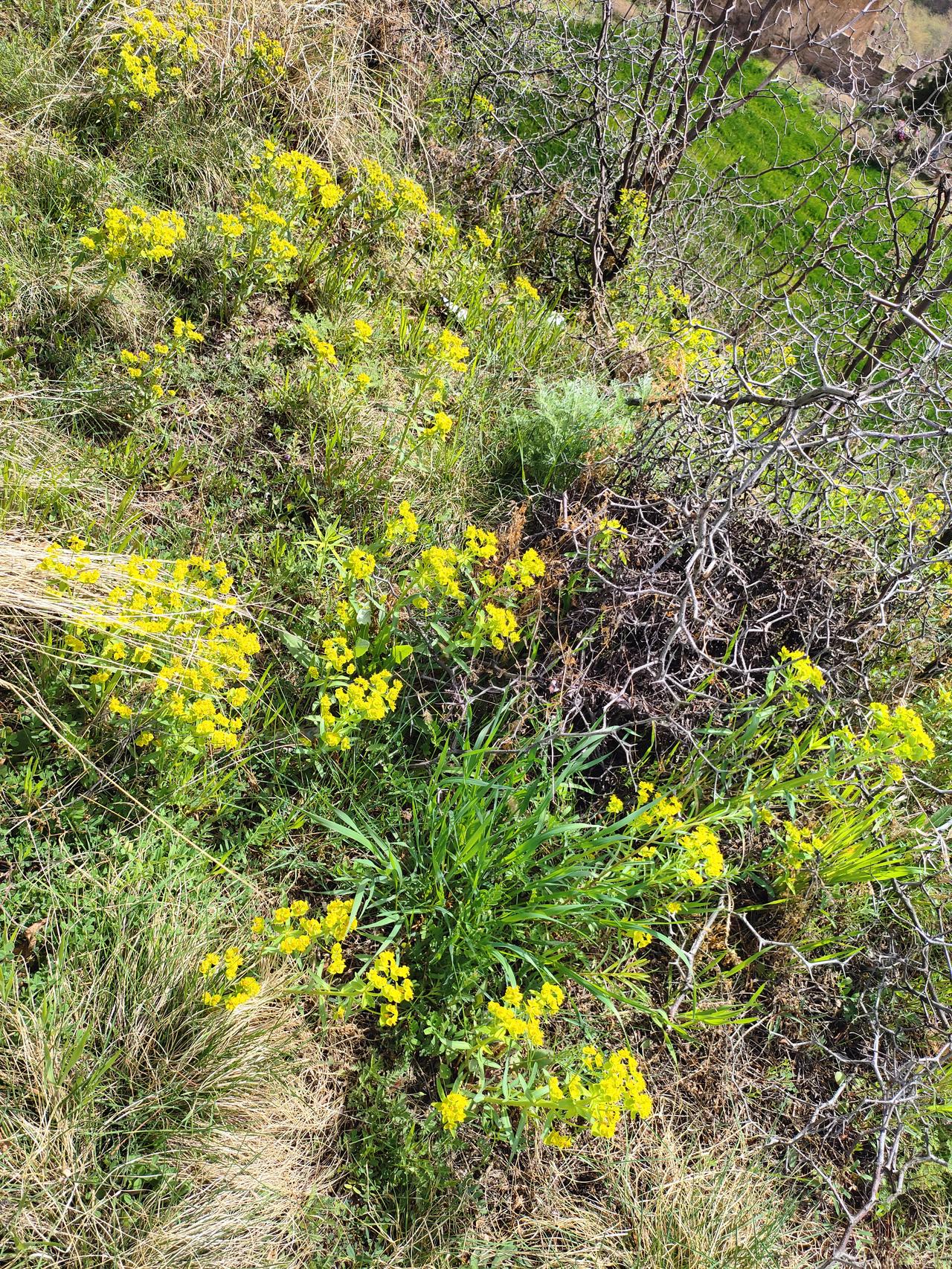 看看你手机里的春天呀- 荒坡野岭，枯枝乱草间，那一抹倔强的金黄，就是春天最好的回