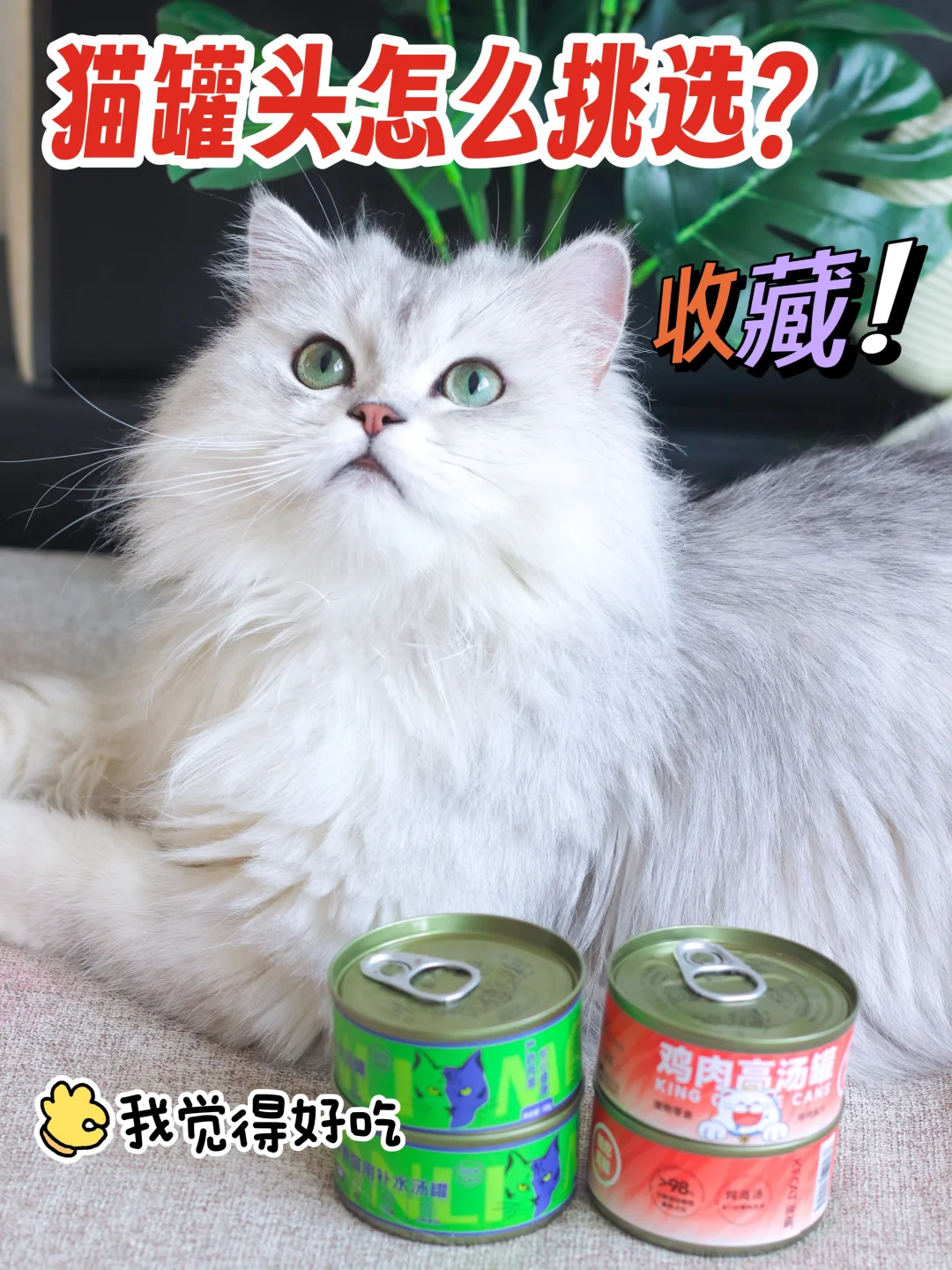 猫咪主食罐头如何选择？看这一篇就够啦