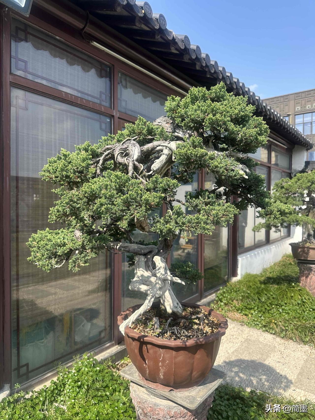 说盆景艺术是扭曲的、病态的美感，我不太认同。就像“扬州八怪”的书画，他们逆正统、