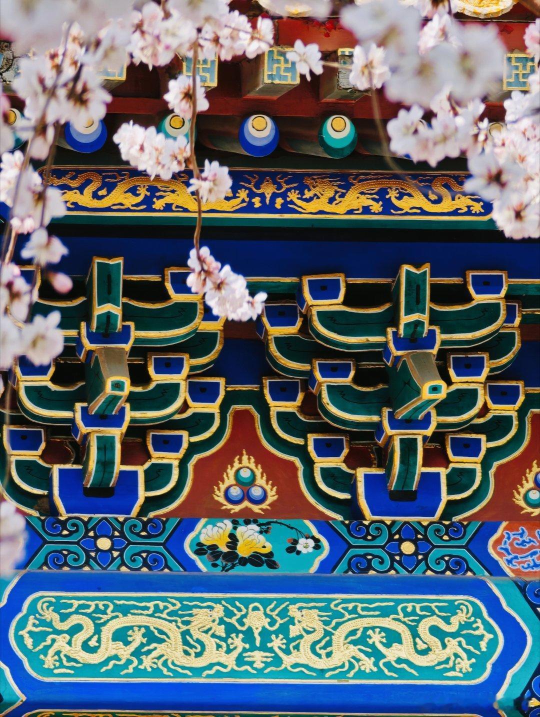 春到北海，花开琼岛，不负人间好时节。  摄影