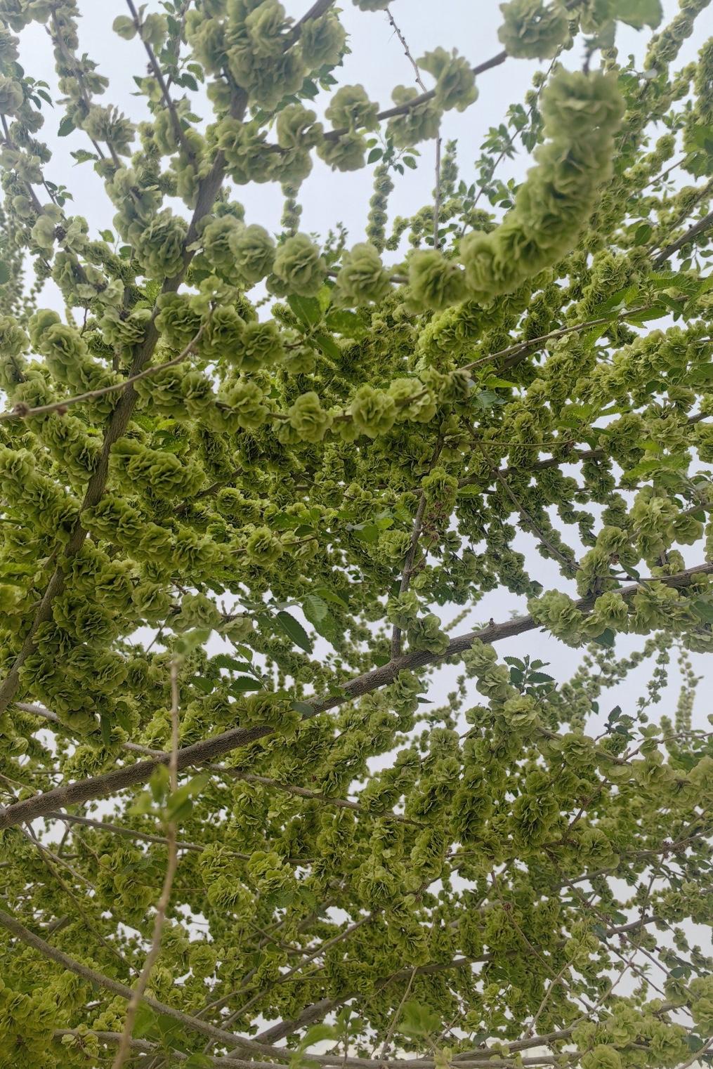 一到春天，树上的榆钱就像钱串似的，惹的那些上了年纪的总想尝尝鲜！

我妈今年68