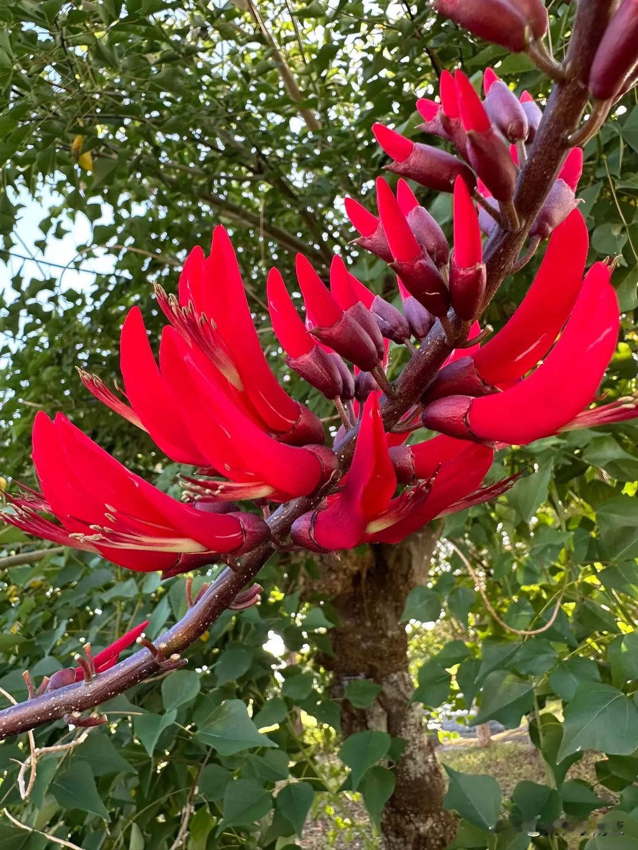 Erythrina × bidw