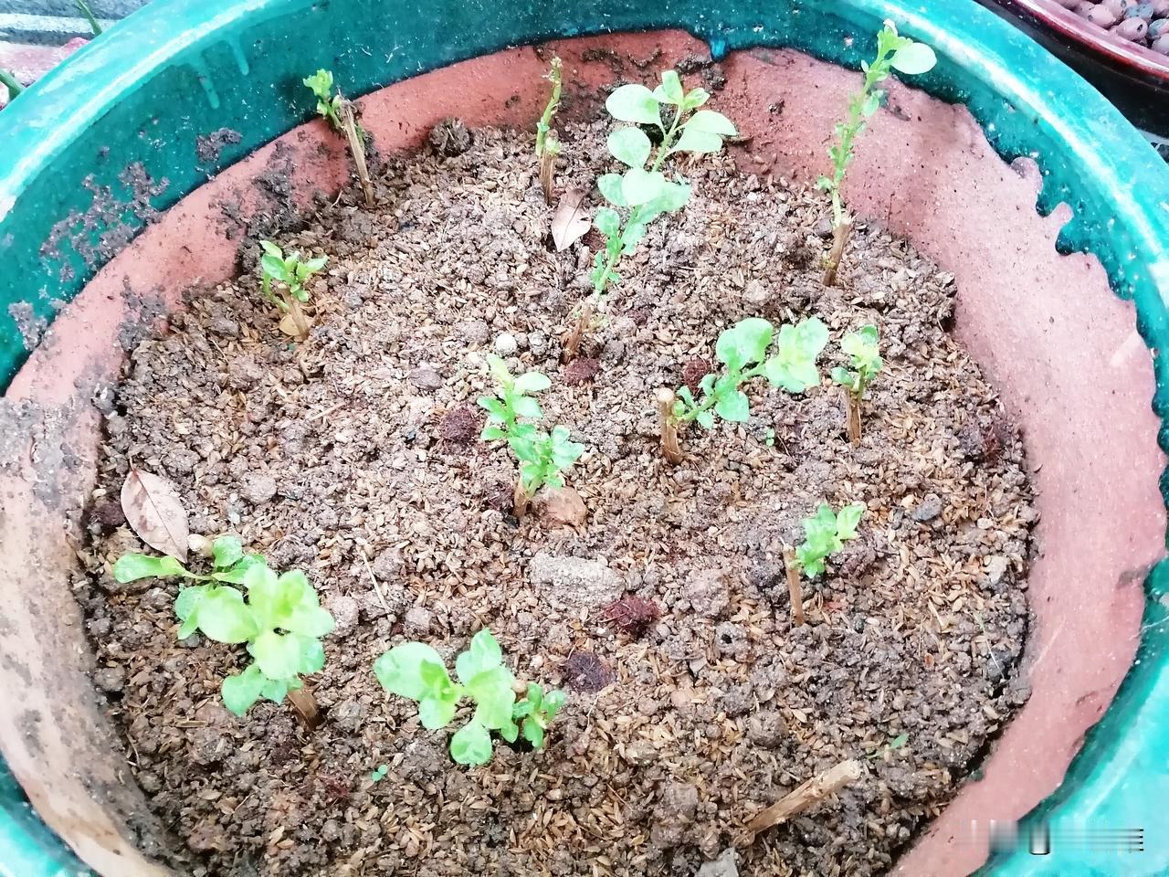 阳台上的枸杞苗长大了不少，樱桃萝卜和鸡毛菜也都发芽了！

要给它们些时间，让它们
