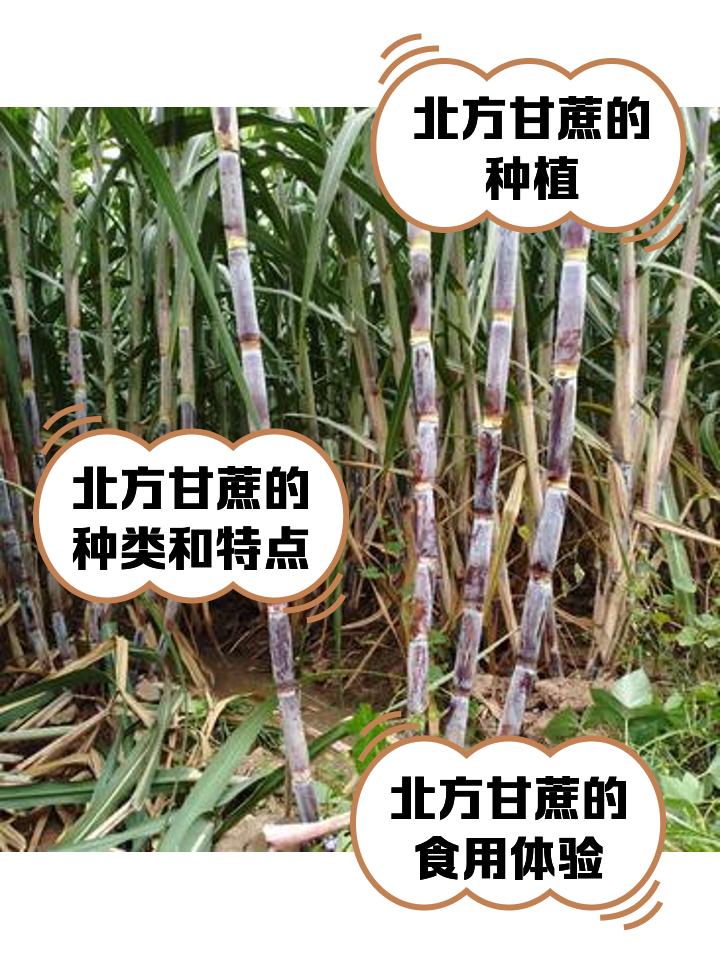 太讽刺！南方甘蔗1元一根没人要，北方18元半根抢着买，差价太扎心

同样是甘蔗，