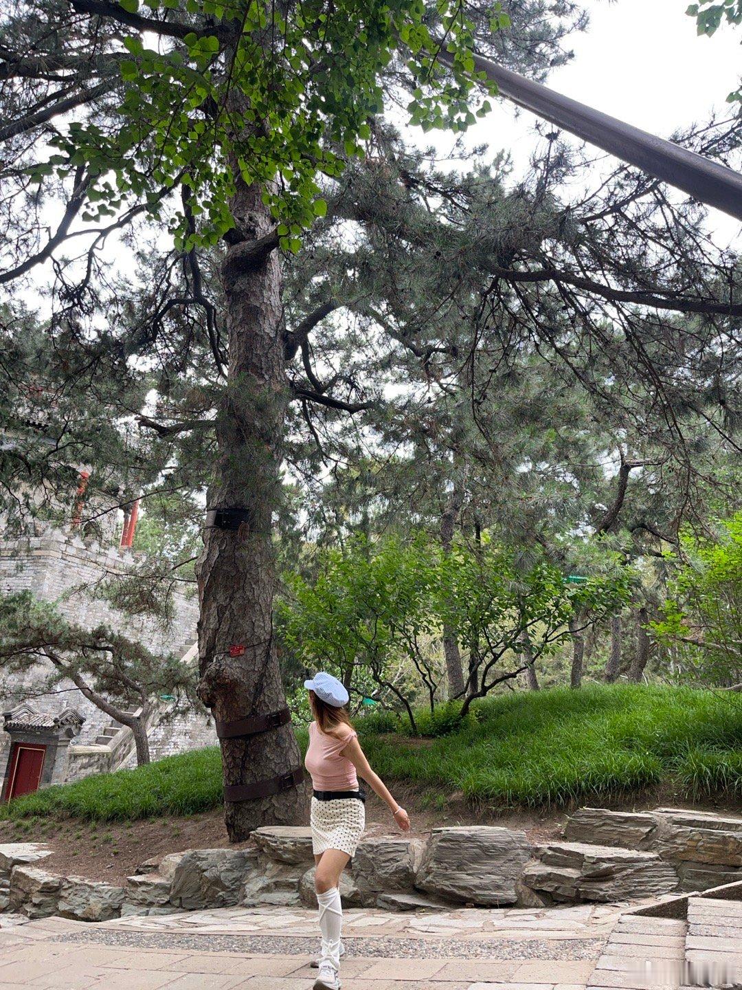 我最近逛颐和园，有了一个新的视角，拍古树，1860的浩劫中，颐和园也是被烧光了的