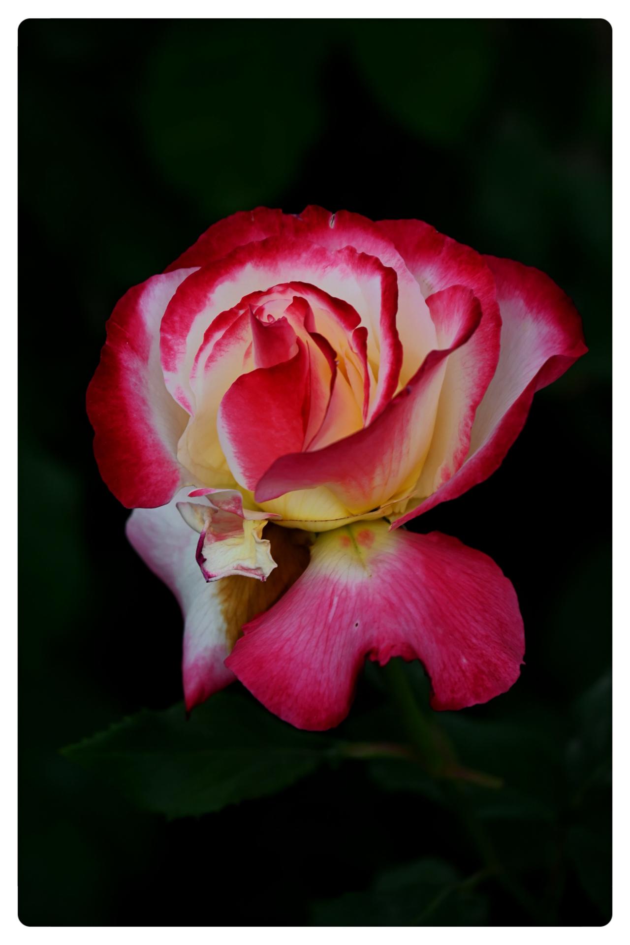 月季花开红似火