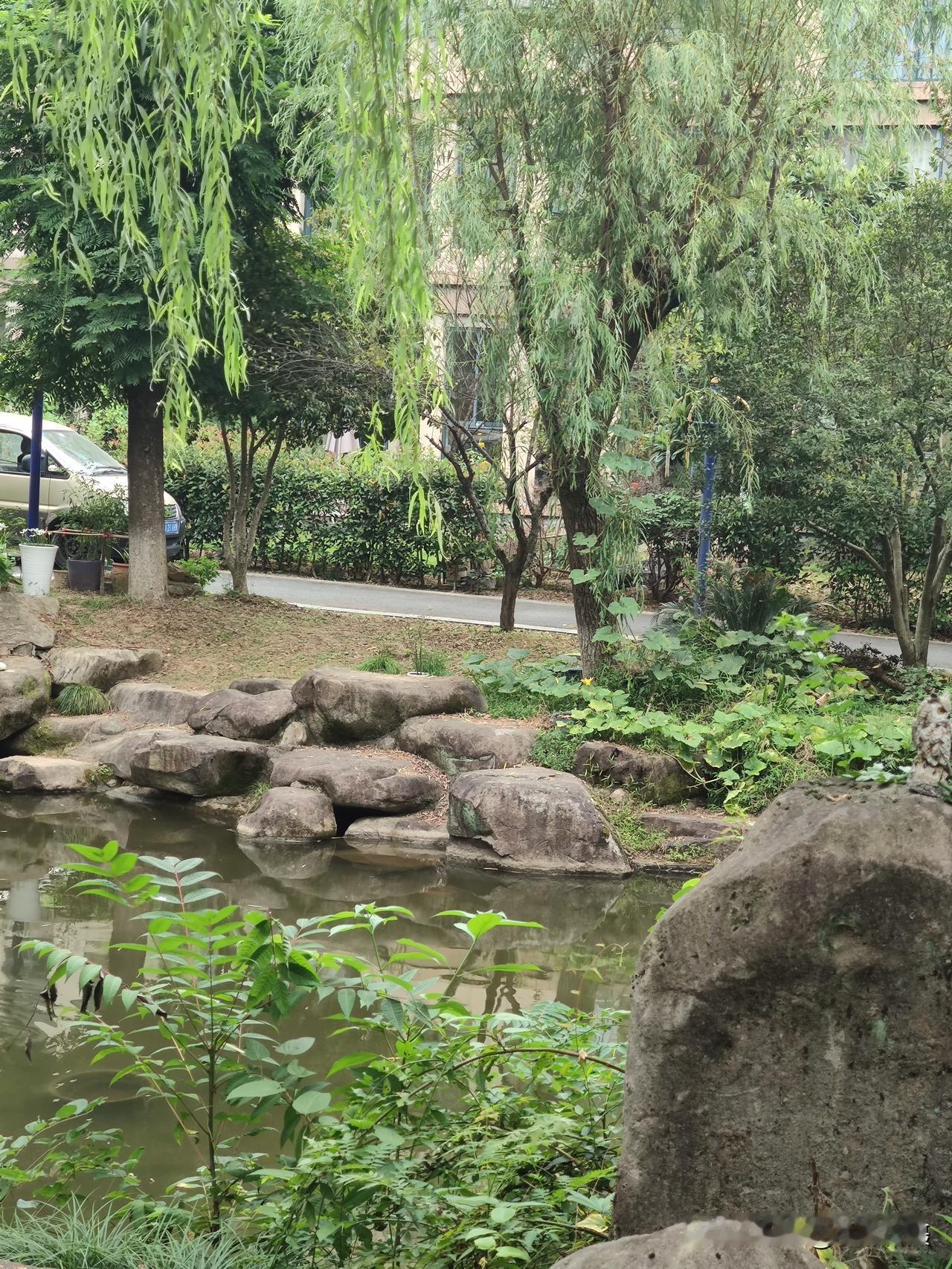 公园里的小池塘边长满了绿植。