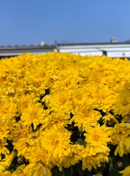 美国如果停止缩表，那就是准备真的宽松了。我之前说过美国加息美元回流，是紧缩全球流