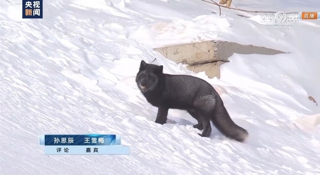 央视直播时一只小狐狸抢镜 狐狸:  大家好，我是雪梅！[阴险][阴险][阴险][