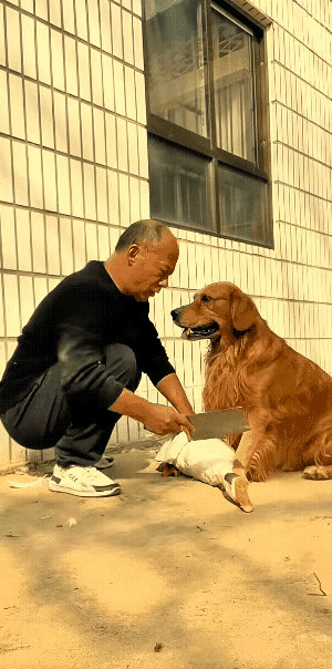 虽然明知道是在演戏，但还是被这个毛孩子的行为感动了，这是一个非常聪明、非常懂事、