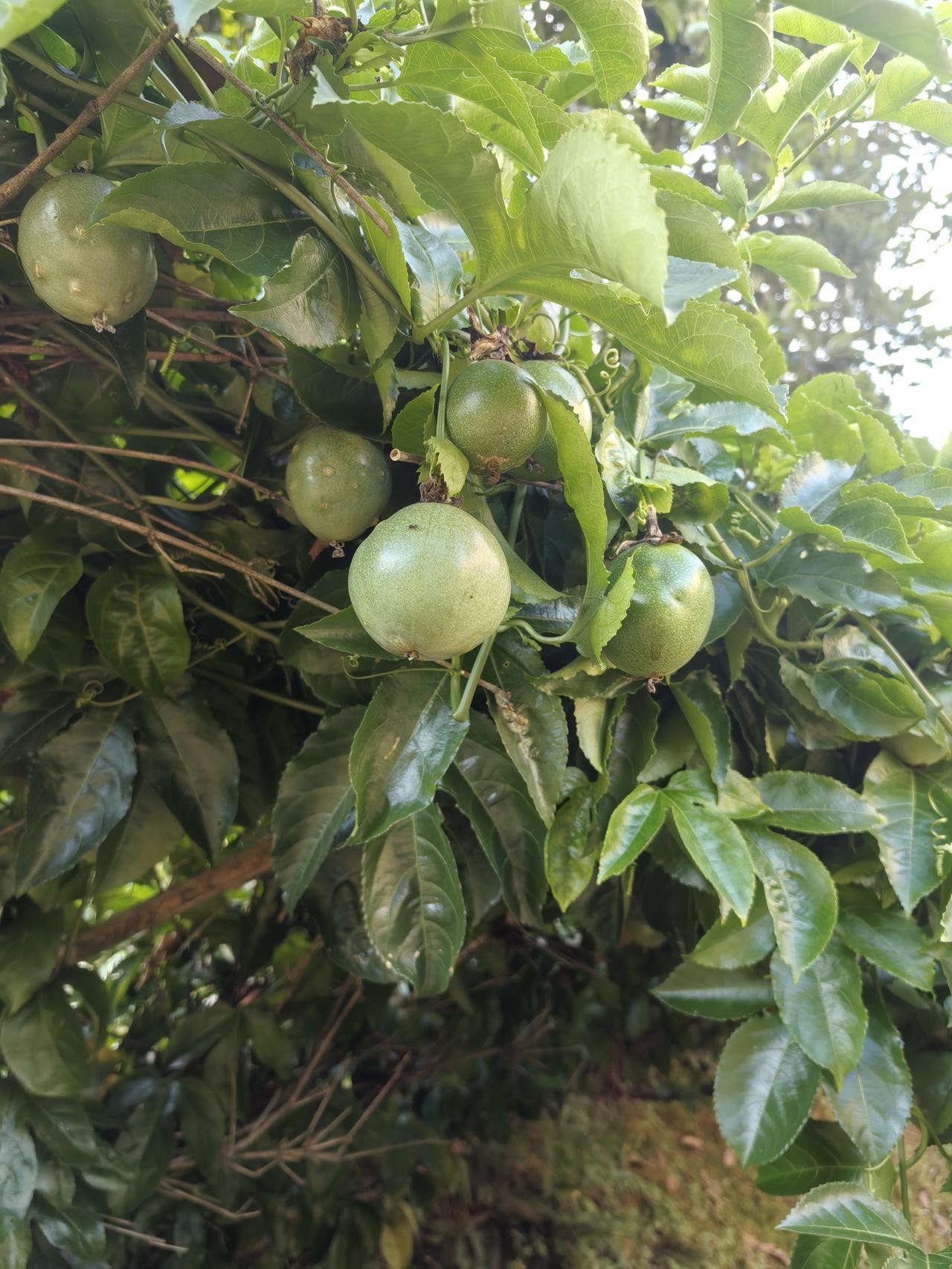 我家种的百香果，有想法吗？

百香果，又叫西番莲，是一种热带水果，因其独特的香气