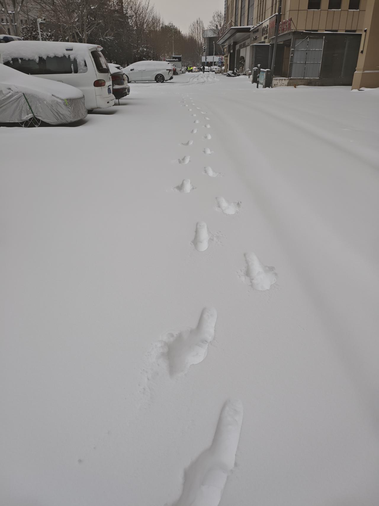 冬日生活打卡季雪落满枝头，世界都变得软乎乎的，随手一拍都是冬日限定壁纸❄️