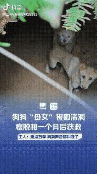 “幸好没放弃”湖南平江，一女子家两只小狗出门玩耍后丢失，女子足足找了一个多月，本