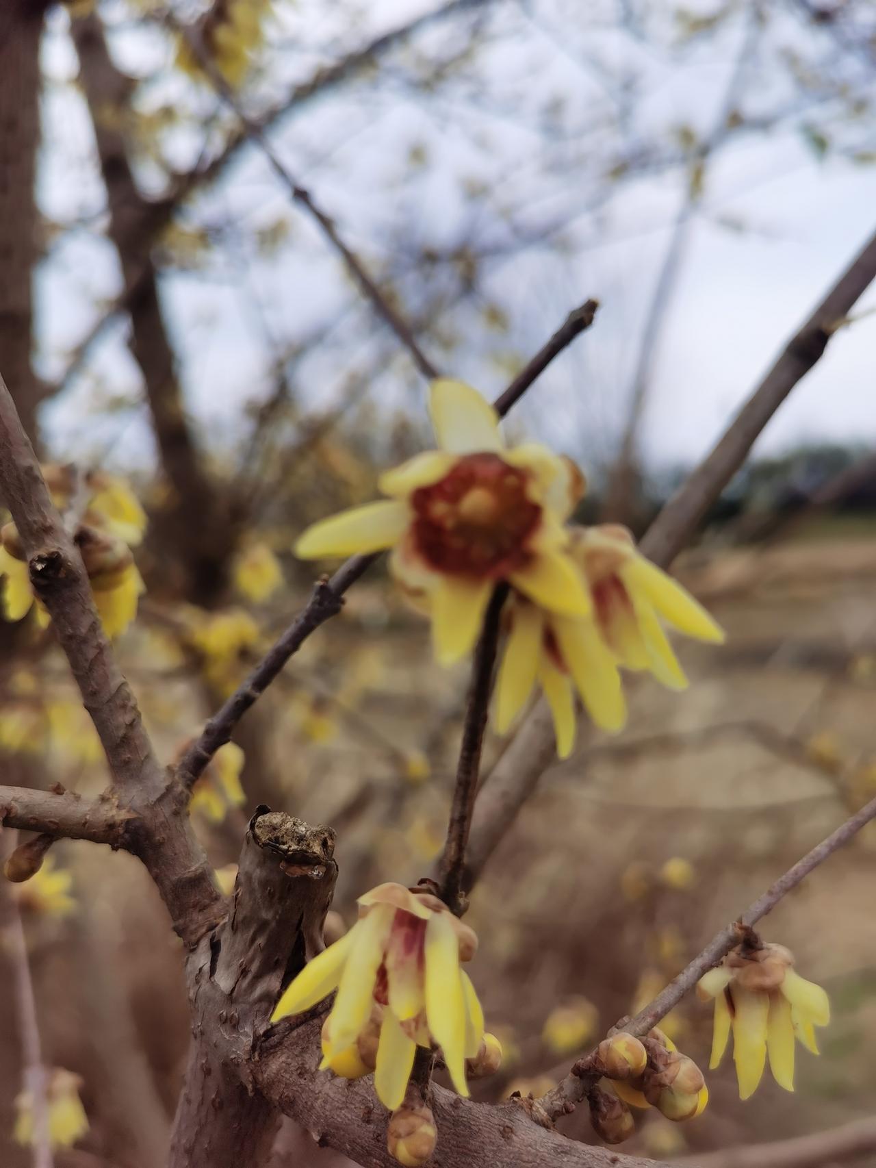元旦清晨随手拍
