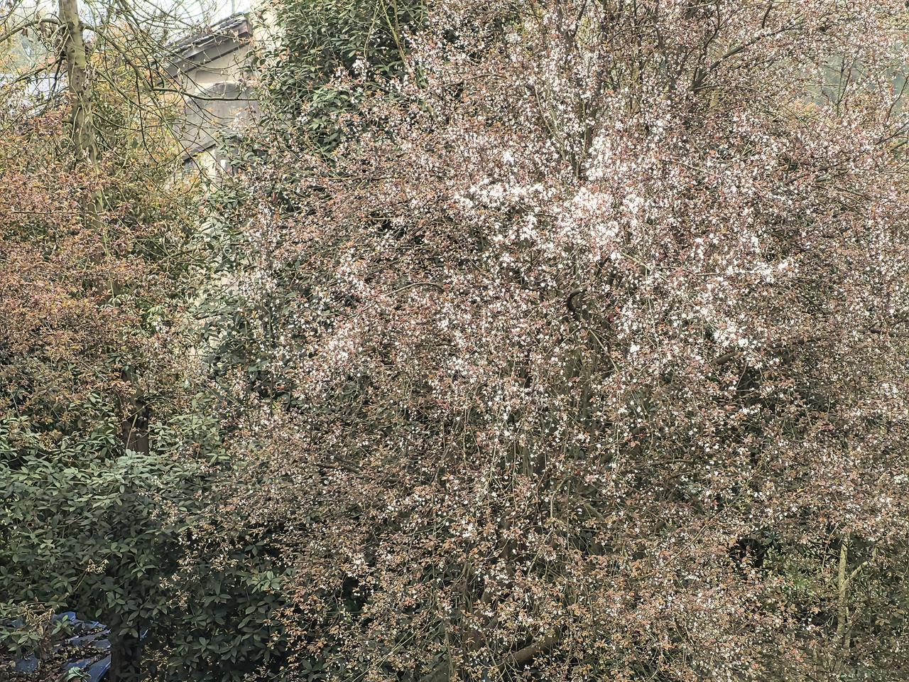 三月的风很软，树上的花很闹，抬头撞见满树春盛，心也跟着亮了起来。