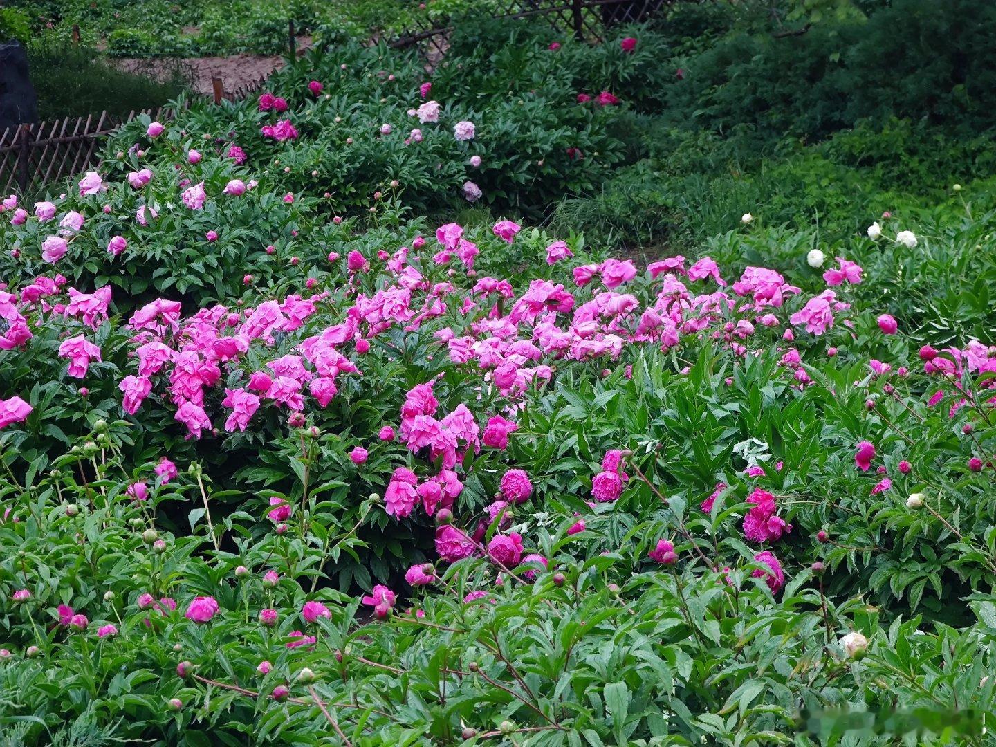 国家植物园芍药花摄影​​​