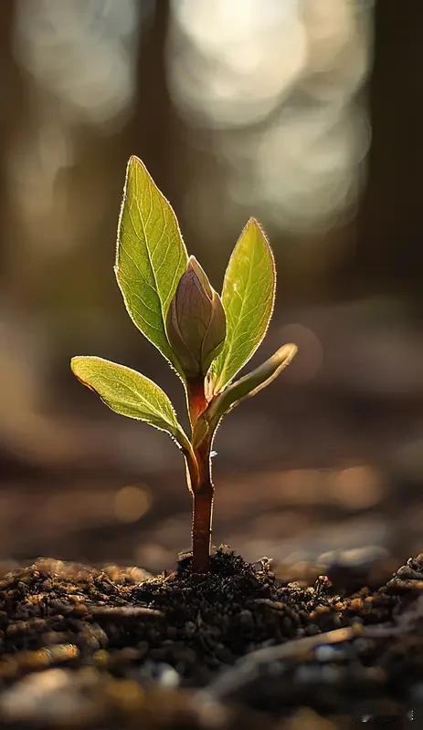 今年春天最想实现的心愿 今年春天，我的心愿就像那温柔的春风，简单又美好。
我想踩