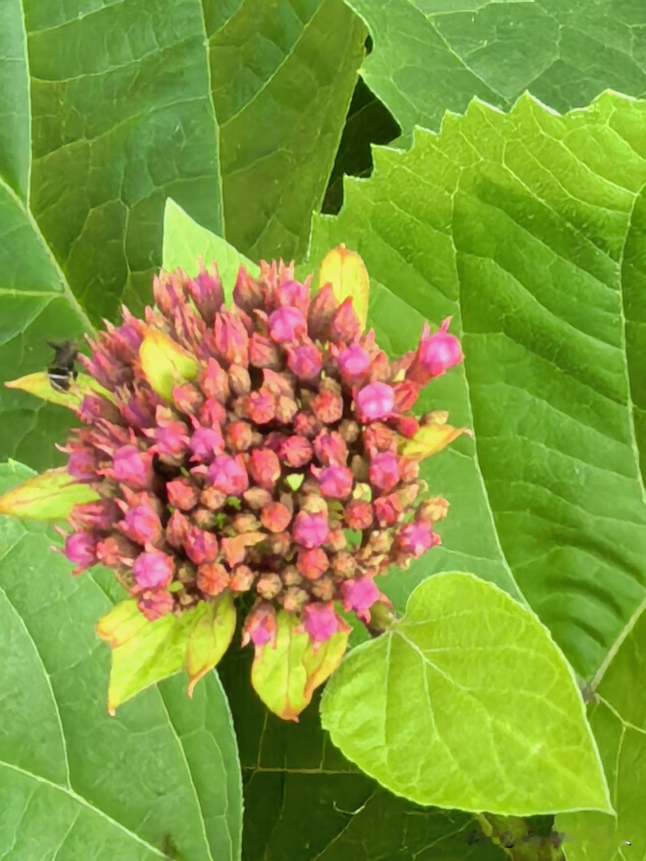 夏日清晨东坡公园里的绣球花，坐在东坡码头上面的长凳子上，眼前的京杭大运河水波不兴