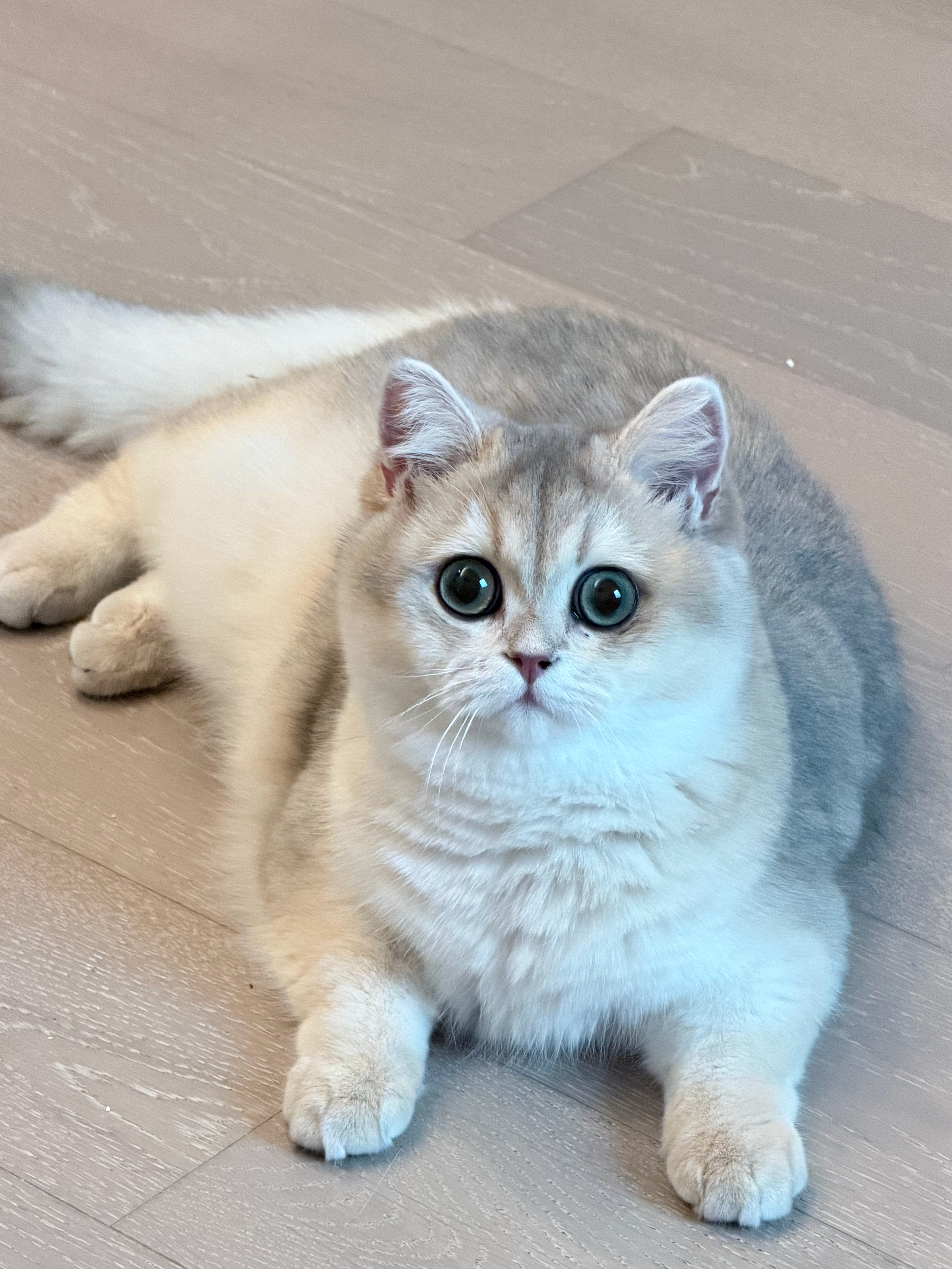 水牛意满离亲死这个小猫猫🐱