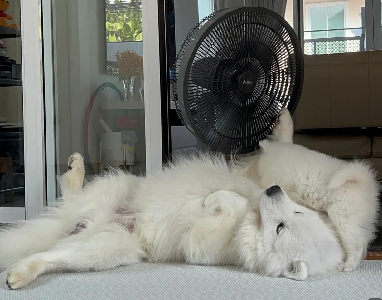 小狗为啥不能上床，躺在床上吹风扇不舒服吗