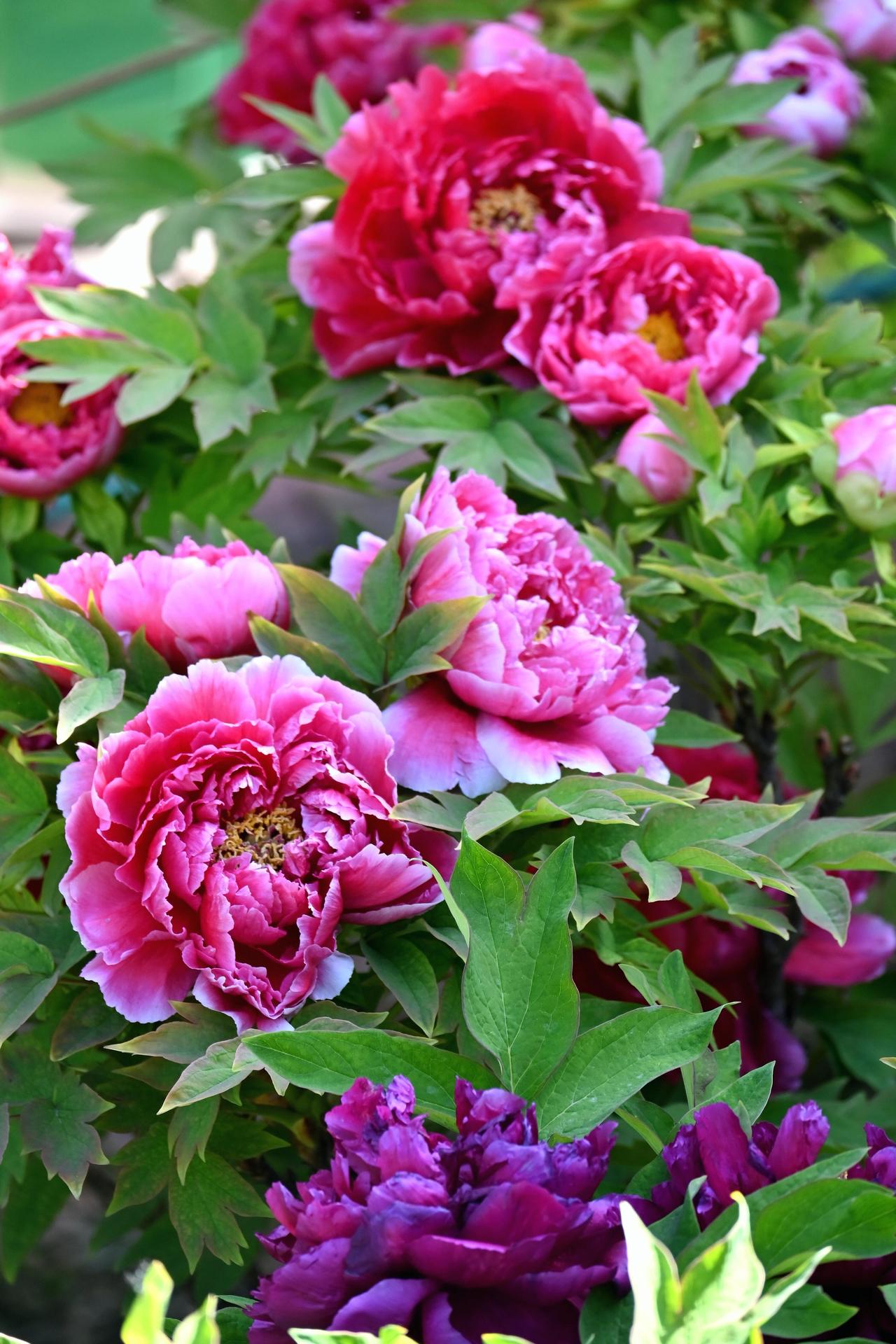 若以花喻美人，牡丹便是那盛装出席的贵妃，带着与生俱来的雍容，不争不抢，却让百花失