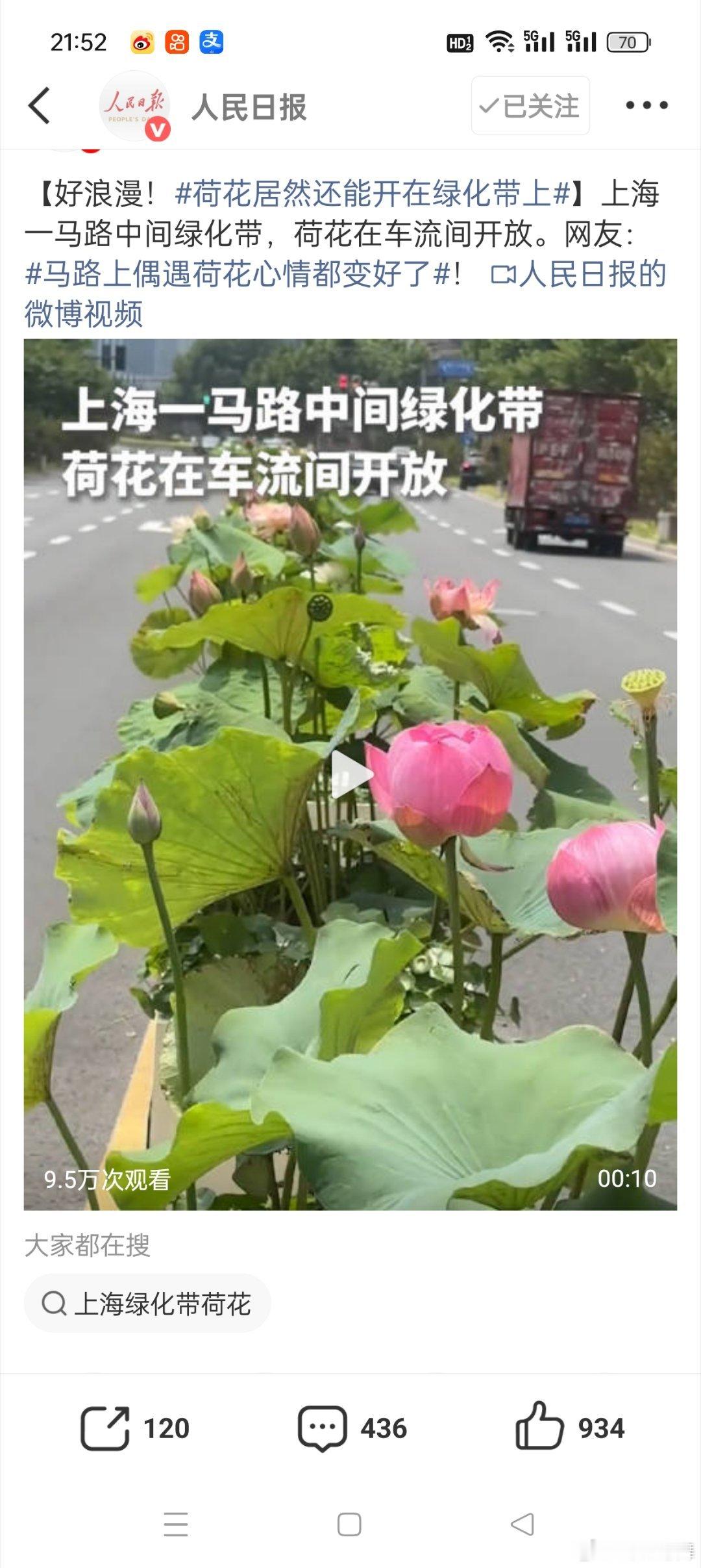 荷花居然还能开在绿化带上这真的是大开眼界了，同时为城市增添了一抹亮色，在这么炎热