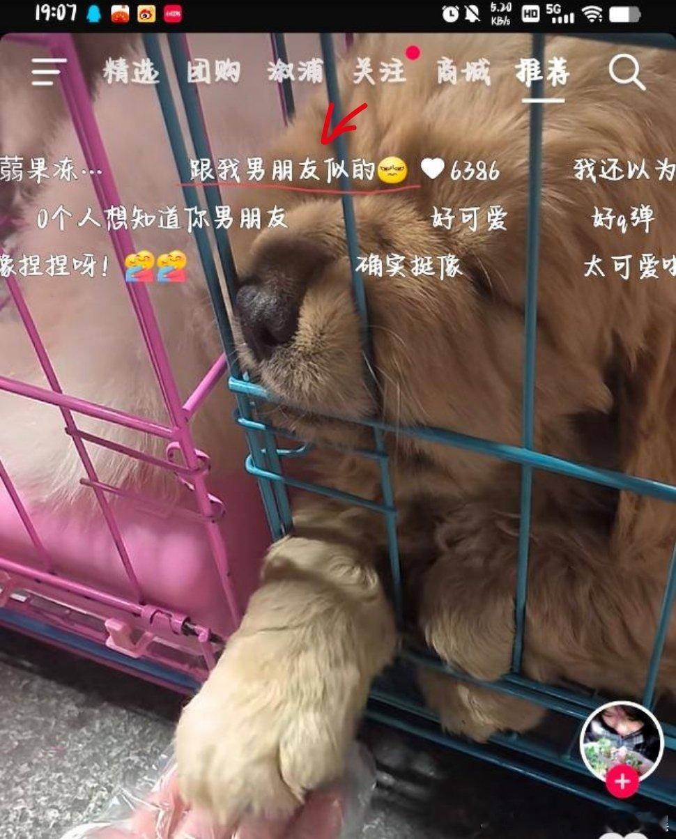 原视频是博主在玩自己狗狗的手 