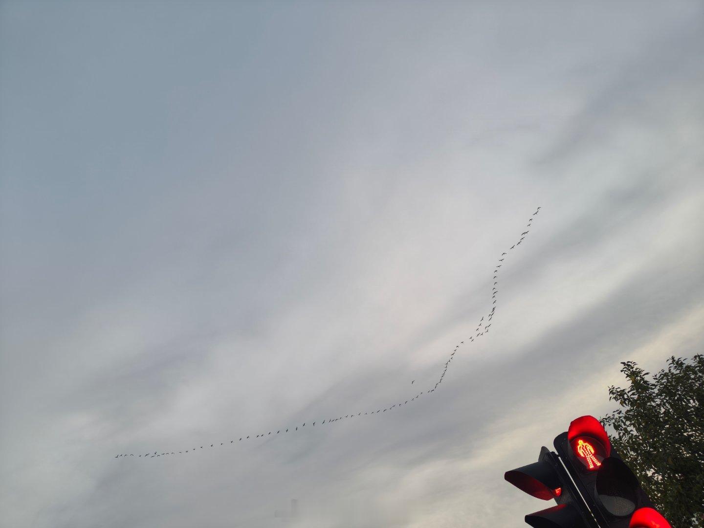 可爱的鸟鸟们🐦⬛准备飞去哪儿度假呀？ 