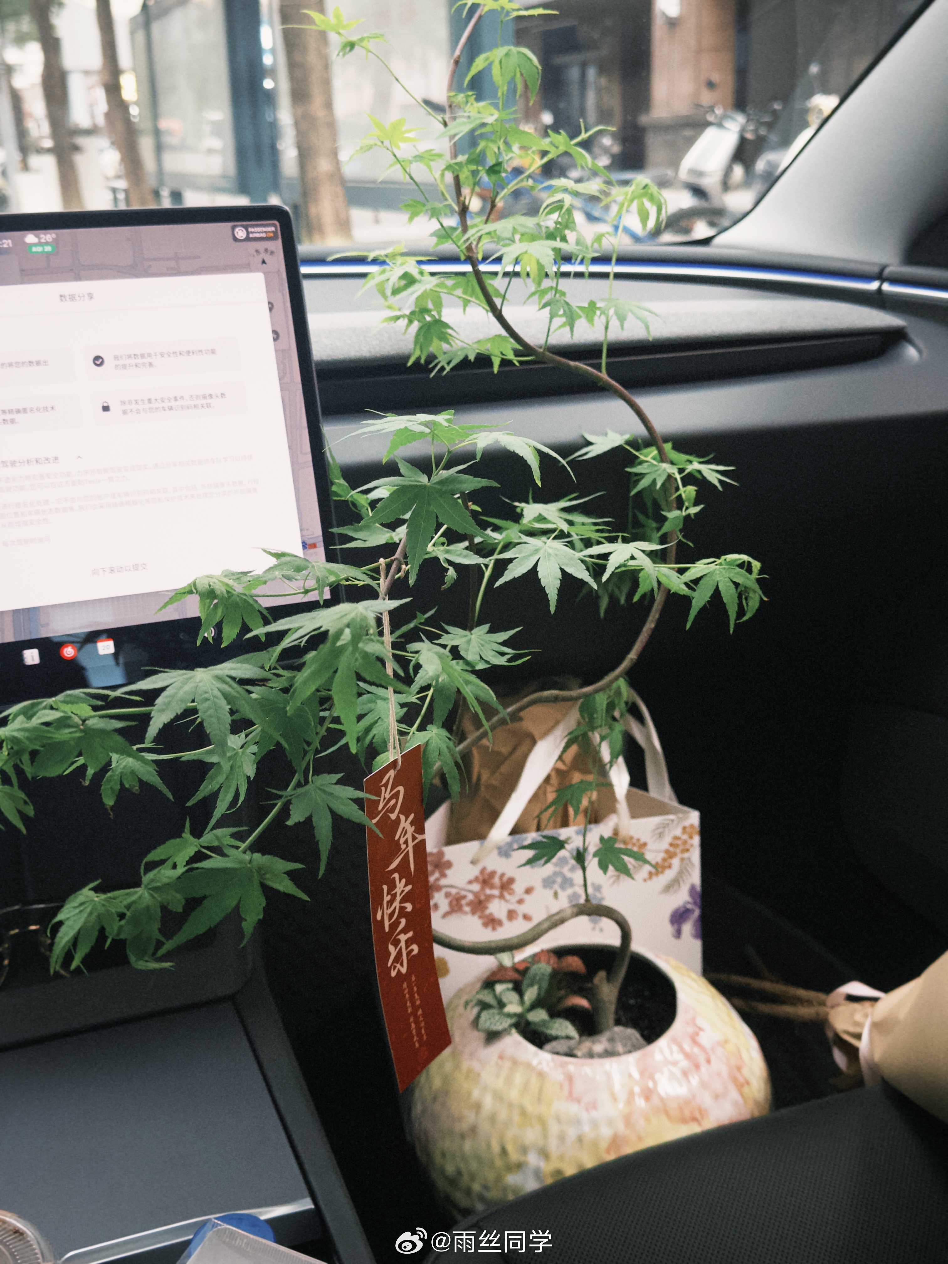 绿植杀手又来了，这次买的流泉枫，主要被这飘逸的身姿给吸引了！没买蝴蝶兰是因为店里