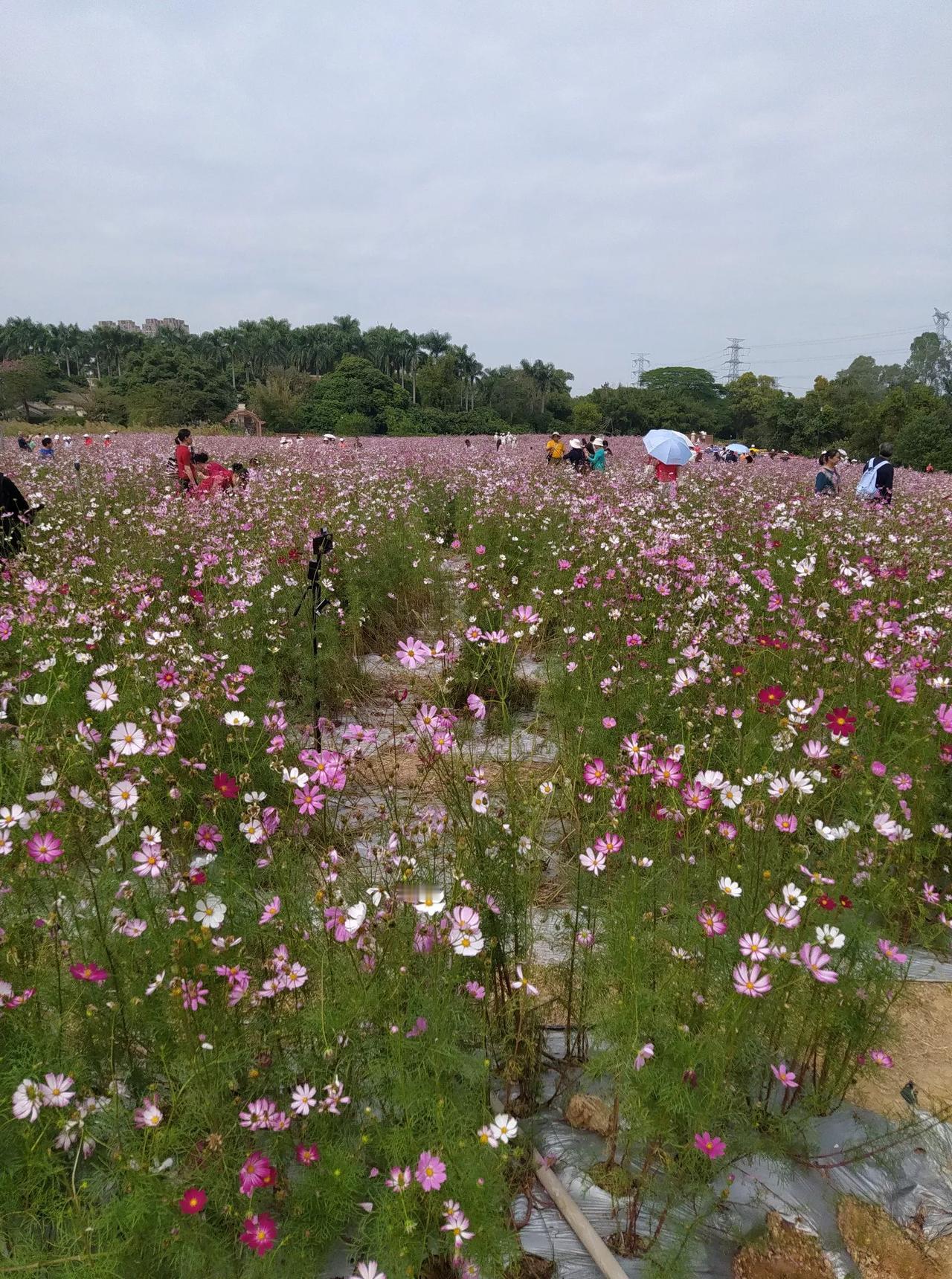 前几天我去观澜版画村看格桑花，坐285公交车，直接坐到观澜版画村门口，在这一站，
