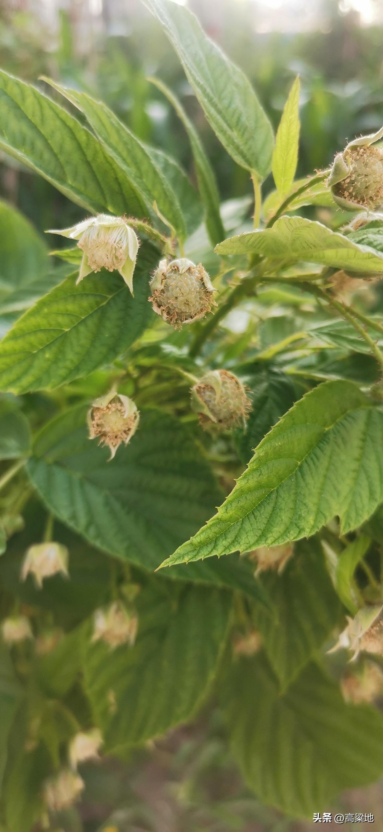 每日生活小记录这一棵植物我每次经过小区的时候会好好看一看，没有见过他开花，但是却