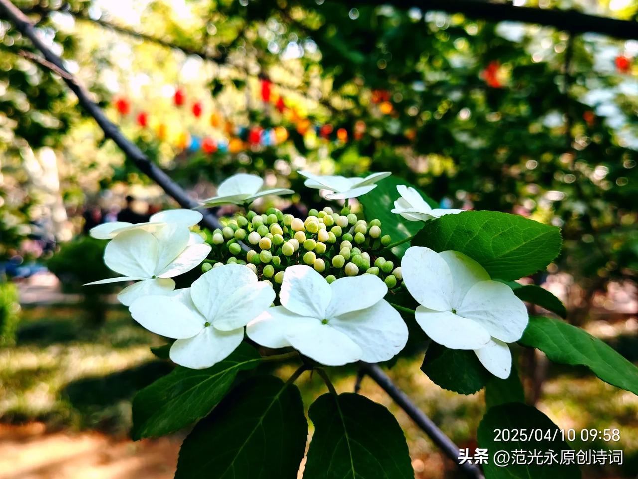 七律 琼花
文/范光永
公园五彩喜和祥，满树琼花浴暖阳。
八朵清芳添景色，群英素