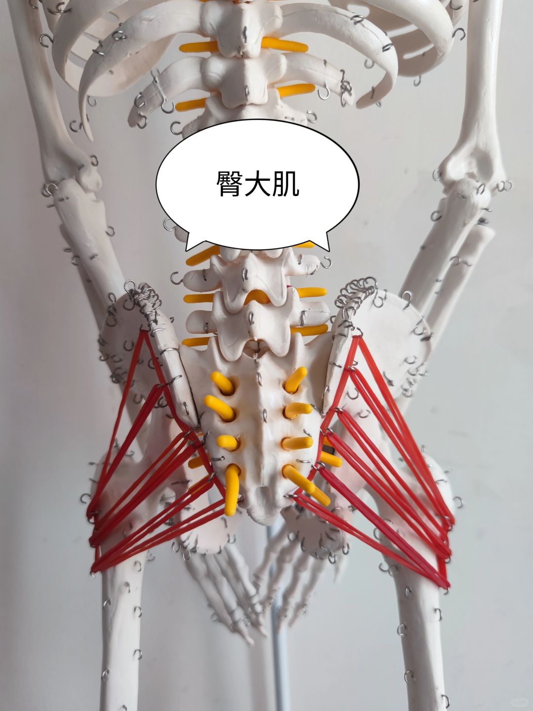 臀大肌