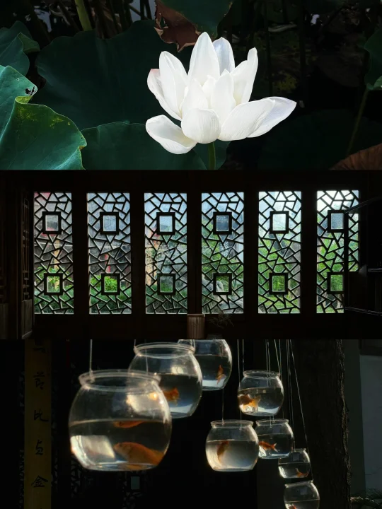 赏荷喝茶，又是一个夏天的结束🪷