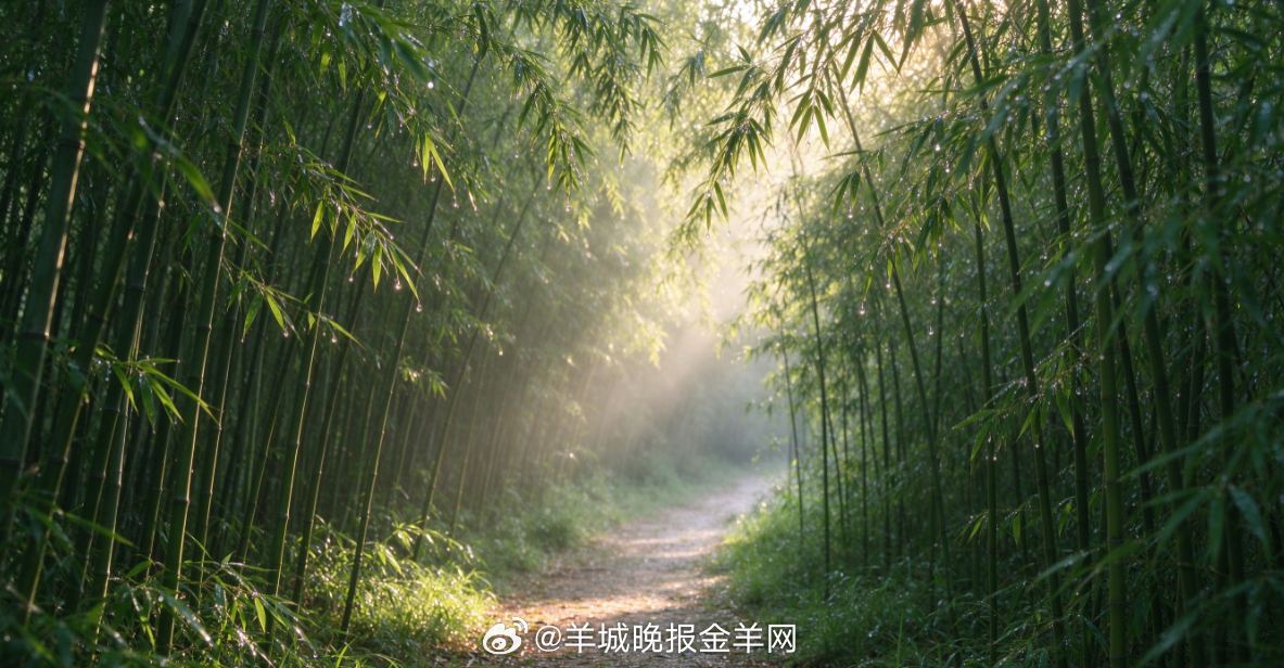 #早安# 晨光落在夏末的竹林小径上，竹叶上的露珠轻轻滑落，空气清凉而湿润。沿着竹