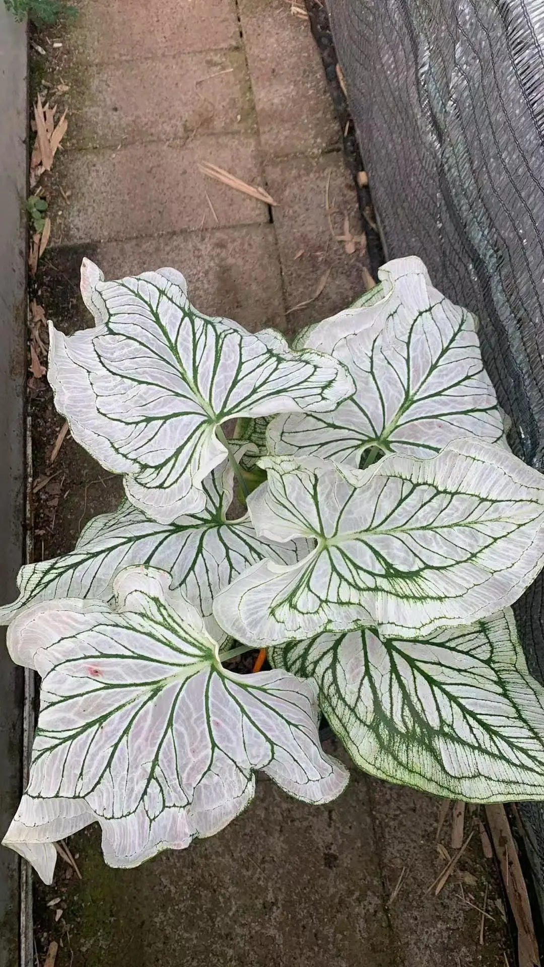 白鸟感兴趣可约哦！