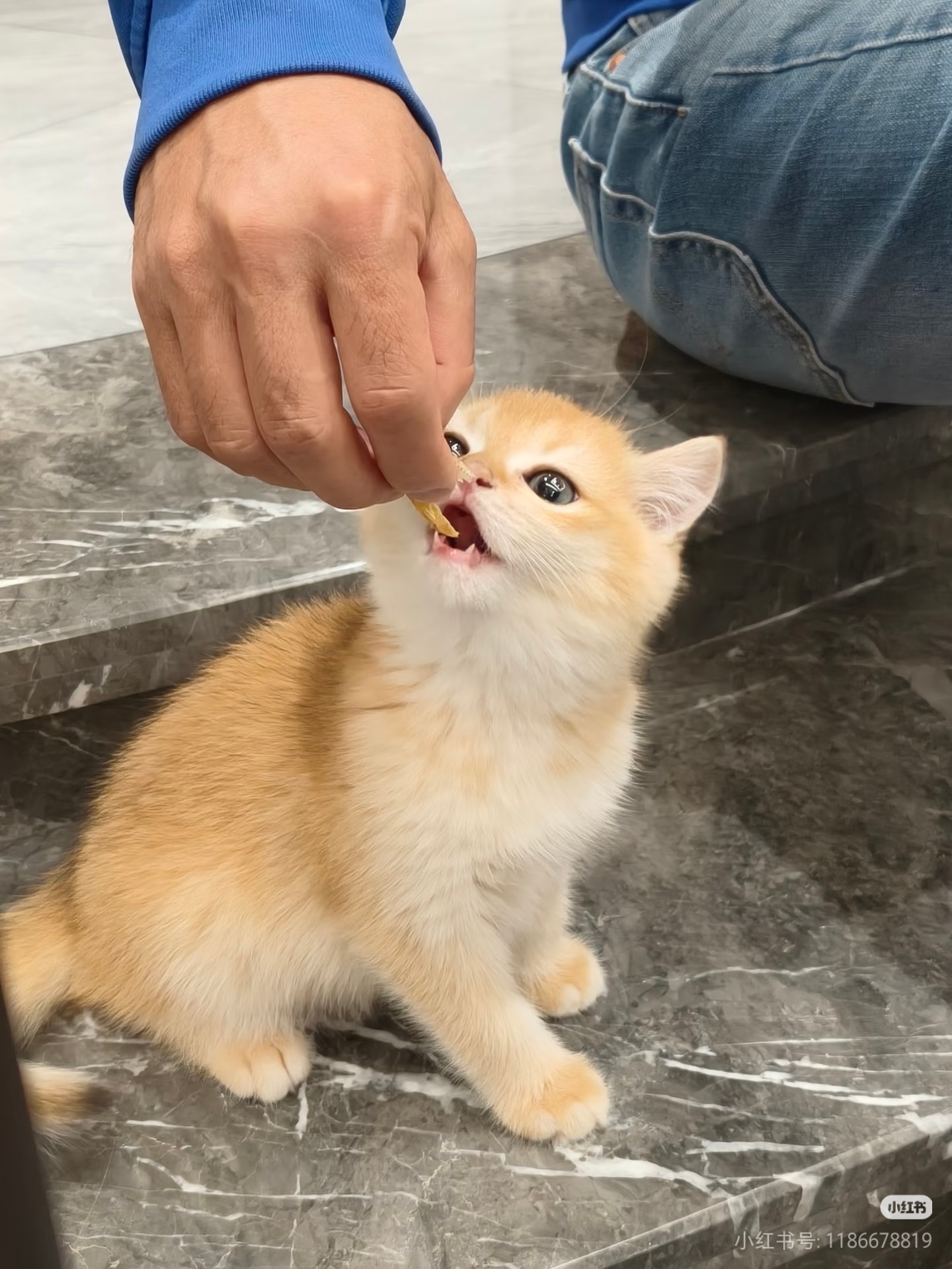 小凯凯从接下这个代言开始，已经接受了自己是只猫的事实。 