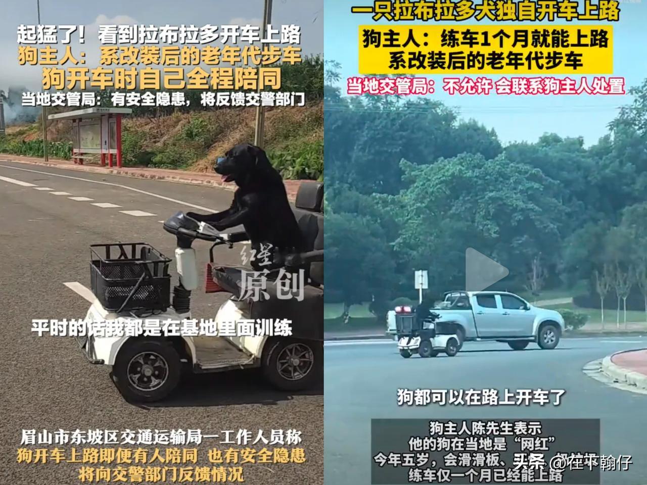 近日有网友发了一条四川眉山“黑色拉布拉多独自驾驶电动车”的视频引发热议。

  