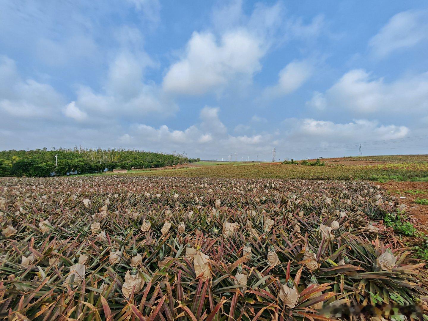 真不愧是菠萝的海，徐闻的菠萝太太太多了！在田边吃饱了直接再买一筐带回来，本来以为