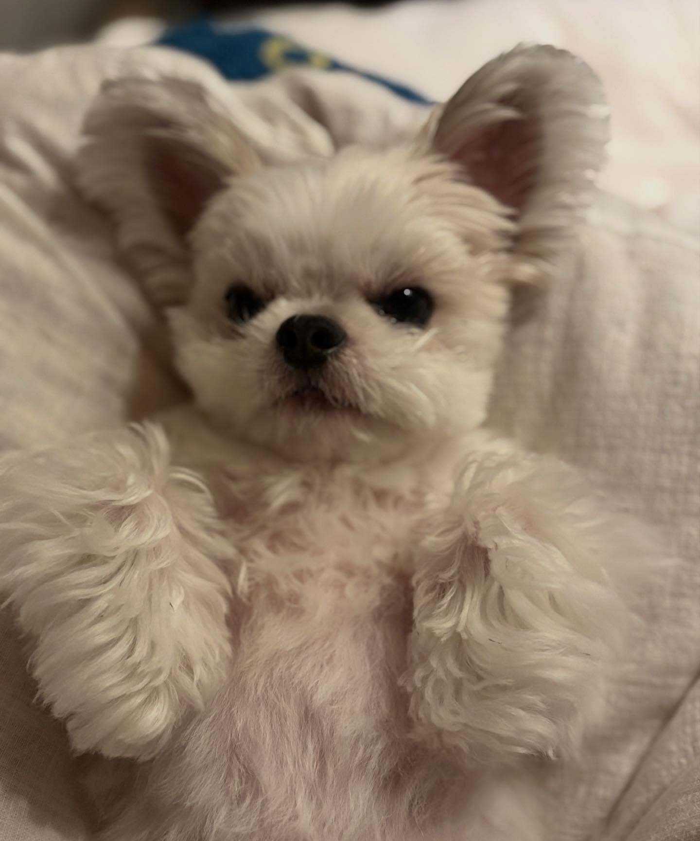 伊藤純奈「我が家のbabyちゃん:)」 