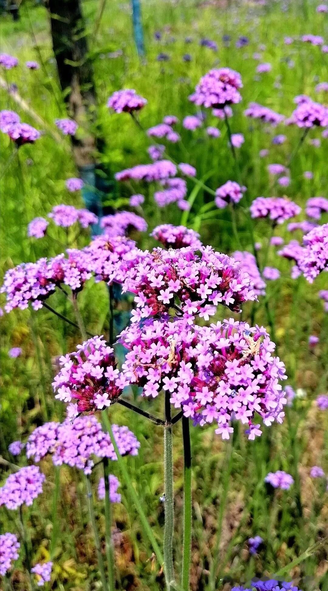 今日来谈谈柳叶马鞭草。它细长的叶片宛如柳叶，一丛丛紫色小花格外梦幻。置身于马鞭草
