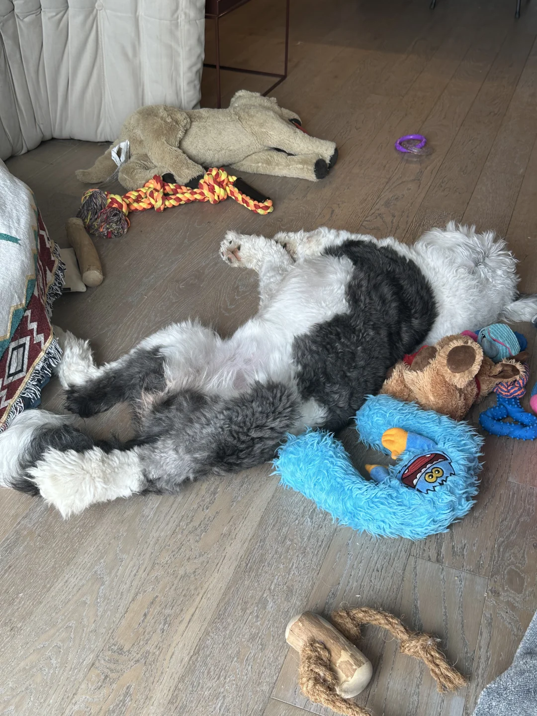 IBD素狗Vegan之路（动物蛋白过敏版）